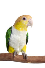 Caique, White Bellied, isolated on white