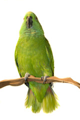 Amazon, Yellow Naped, isolated on white