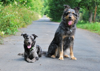 Australian Shepherd Mischlinge