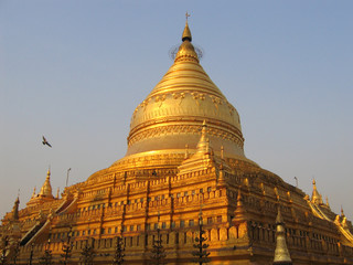 Fototapeta premium vogel mit pagode