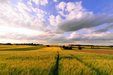 Fototapeta premium A field on the heights of the swabian alb in late summer
