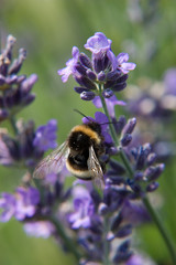 hummel