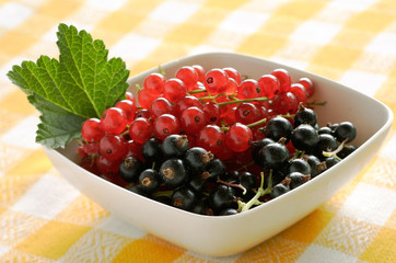 Red and black currants