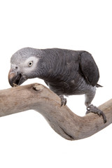 African Grey, Timneh, isolated on white
