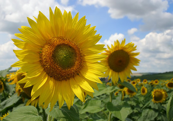 Fototapeta premium sunflower2