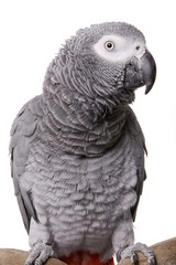 Fototapeta premium African Grey, Congo, isolated on white