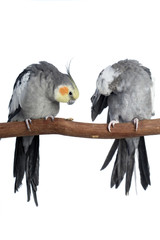 Cockatiel, isolated on white