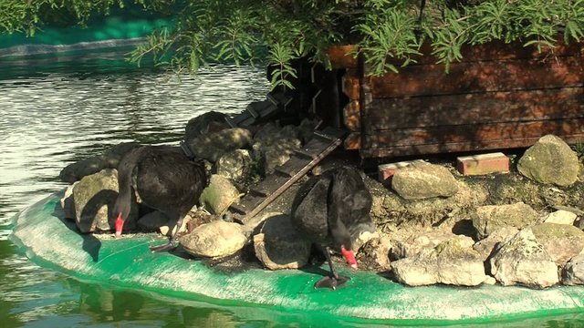 cisnes negros en seco