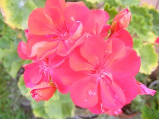 Obraz premium flowers