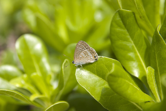 farfallina