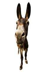 Foto auf Acrylglas Esel lustiger Esel mit langen Ohren