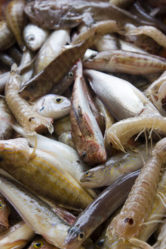 paranza