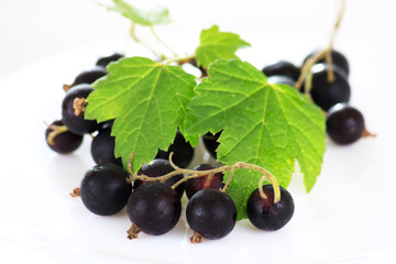 Blackcurrant
