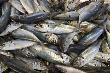 sardine