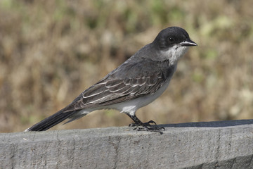 Eastern Kingbird