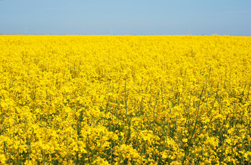 Yellow field to horizon