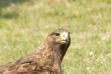 aquila particolare collo