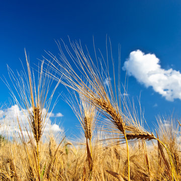 Getreide&auml;hren im Sommer 2