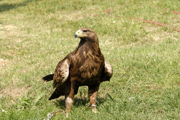 Obraz premium aquila addestramento