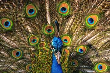 Obraz premium Peacock