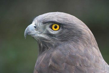 Eagle Portrait