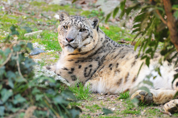 Fototapeta na wymiar Snow Leopard (Panthera uncia)