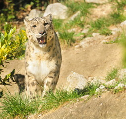 snow leopard (panthera uncia)