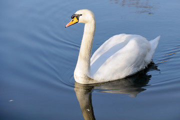 White swan swimming in water