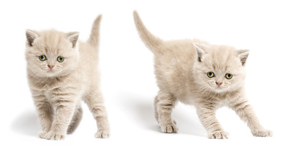 Two kittens