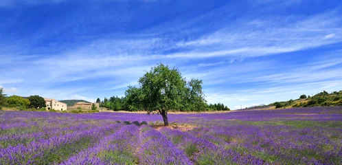 Foto op Canvas de boom in de lavendel © Tilio & Paolo