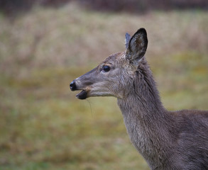 wet deer