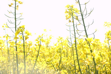 Obraz premium rape field
