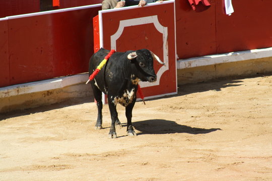 Novillo.