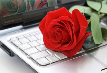 Rose on the keyboard