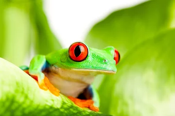 Foto op Canvas frog on a leaf © Sascha Burkard