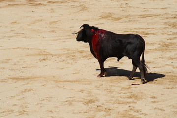Toro / Novillo cubierto de sangre.