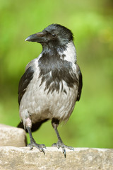 The crow