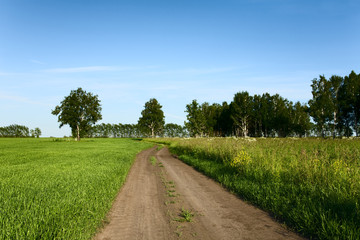 Fototapeta na wymiar Country road through the meadow
