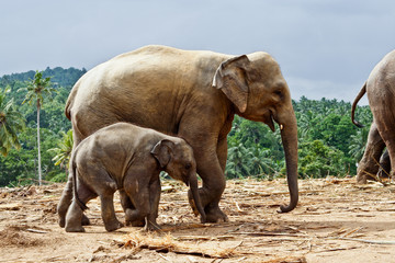 Fototapeta na wymiar Elephant matka i dziecko w samolocie, zaufanie