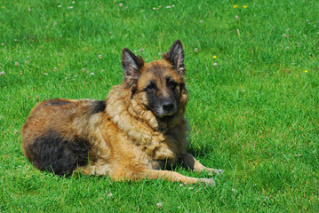 Deutscher Schäferhund auf einer Wiese