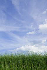 Grass field and blue sky
