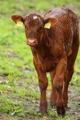 Eine Kälbchen steht auf einer grüner Wiese