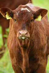 Eine K&auml;lbchen steht auf einer gr&uuml;ner Wiese
