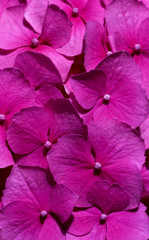 Pink flowers (Hydrangea) close-up