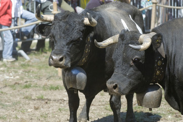 Two cows in the ring