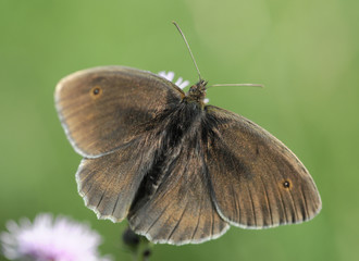 Obraz premium butterfly