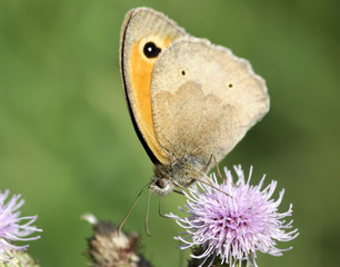 Fototapeta premium butterfly