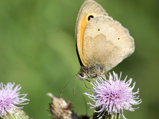 Fototapeta premium butterfly