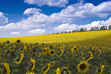 Obraz premium Sunflower Field