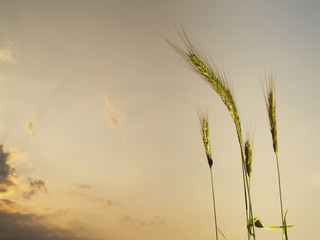 Fototapeta premium five barley ears